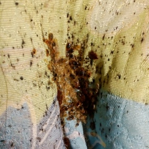 Уничтожение насекомых в Челябинске (гостинка)