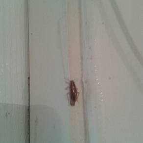Уничтожение тараканов в квартире – Челябинск