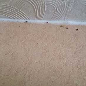 Уничтожение тараканов в квартире цена Челябинск