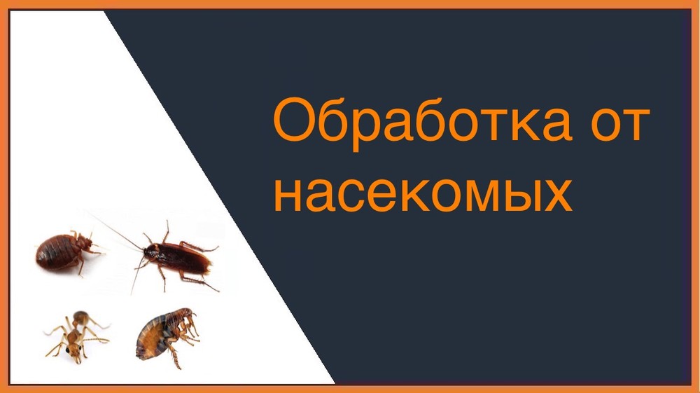 Обработка от насекомых в Челябинске