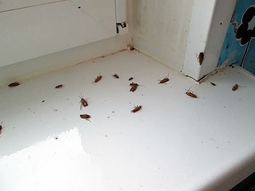 Дезинфекция от тараканов в Челябинске – цены