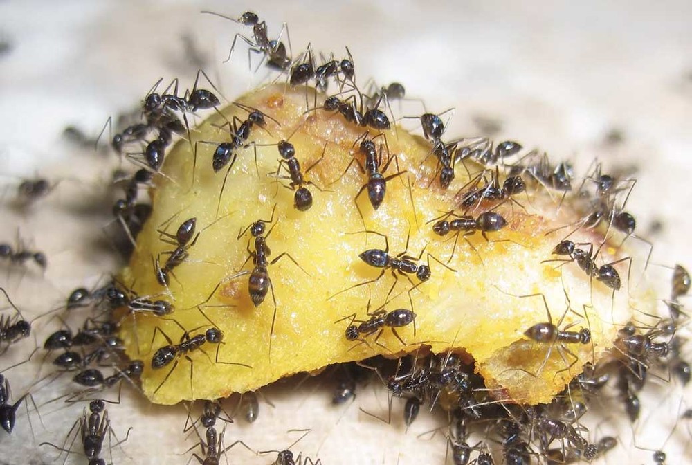 Уничтожение муравьев в квартире в Челябинске