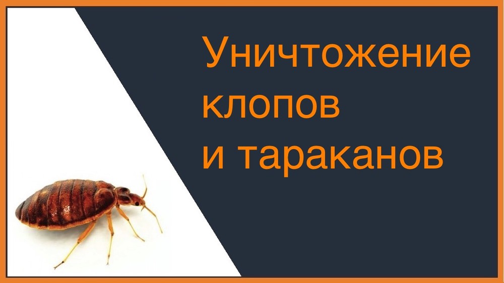 Уничтожение клопов и тараканов в Челябинске