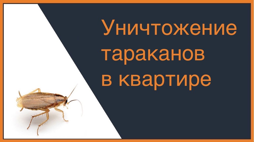 Уничтожение тараканов в квартире в Челябинске