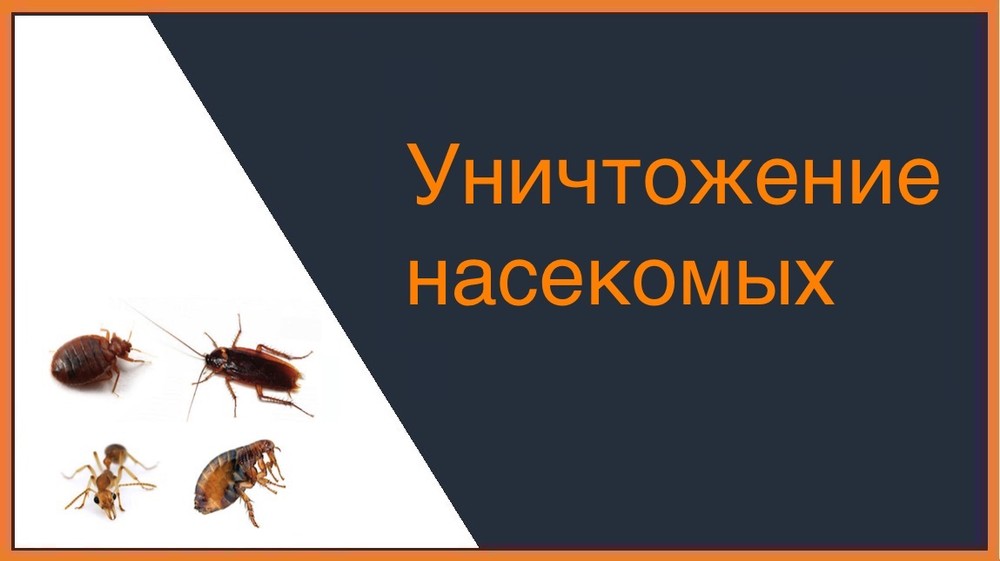 Уничтожение насекомых в Челябинске