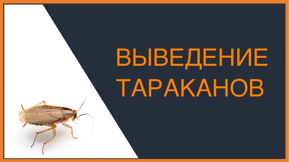 Выведение тараканов в Челябинске