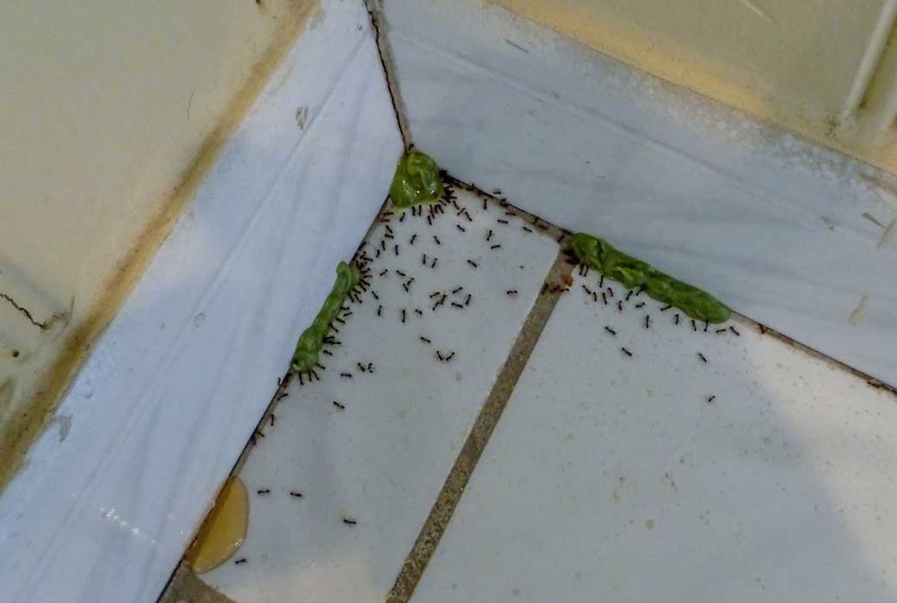 Обработка от муравьев в Челябинске